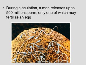 sperm